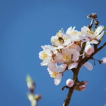 Almond tree in full bloom Stock Photos