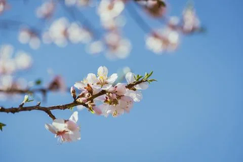 Almond tree in full bloom Stock Photos
