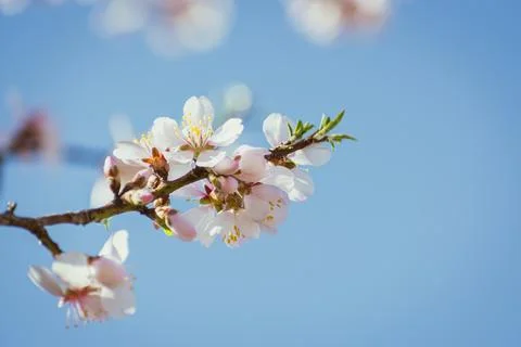 Almond tree in full bloom Stock Photos