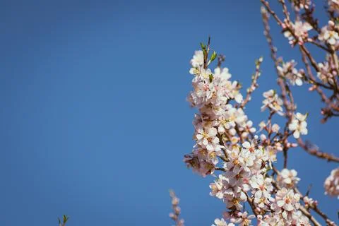 Almond tree in full bloom Stock Photos
