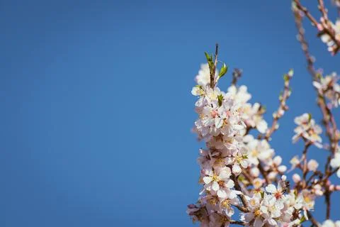 Almond tree in full bloom Foto stock