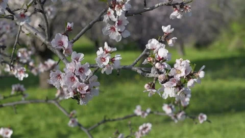 Almond tree in full bloom within organic orchard. Blooming branches reflect Stock Footage 329770661