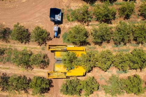 Almond tree harvest using a Mechanical arm to shake ripe Almonds off the tree. Stock Photos