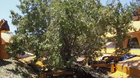 Almond tree harvest using a special agriculture combine. Stock Footage 142169720