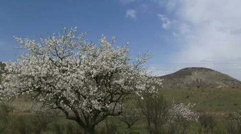 Almond tree in the highlands Stock Footage 805920