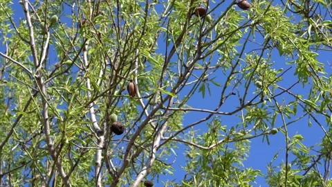 Almond tree with the nuts blooming in spring Stock Footage 152167382