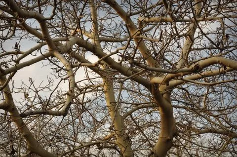 Almond tree Stock-Fotos