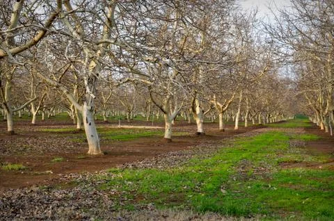 Almond tree Foto stock