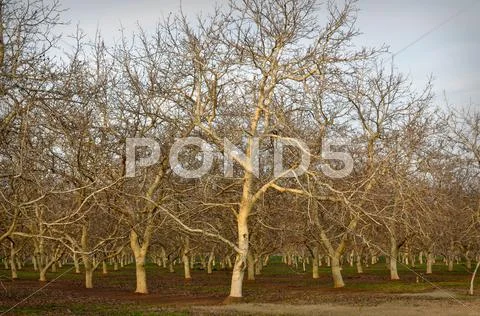 Almond tree Stock Photos