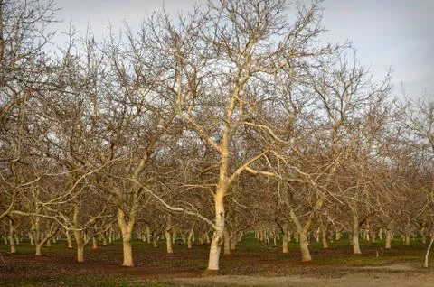 Almond tree Foto stock