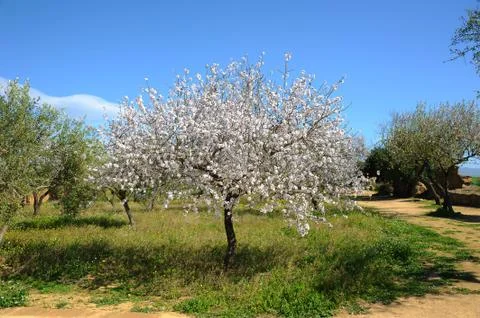 Almond tree Stock Photos
