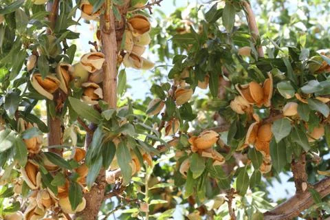 Almond-tree Stock Photos