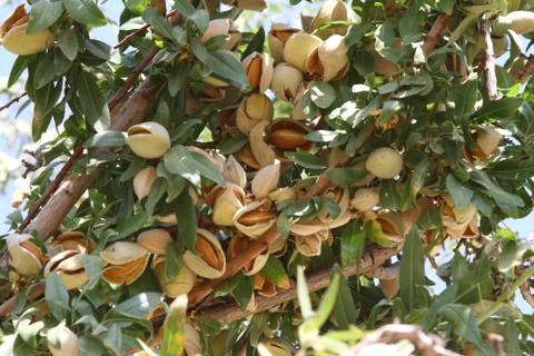 Almond-tree Photos