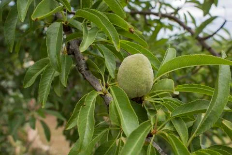 Almond tree Stock Photos