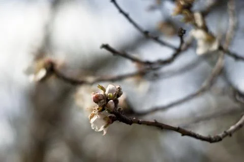 Almond tree Stock Photos