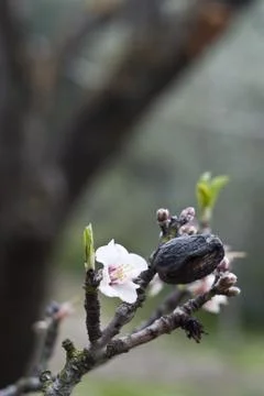 Almond tree Stock Photos