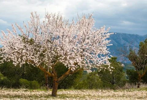 Almond tree Foto stock