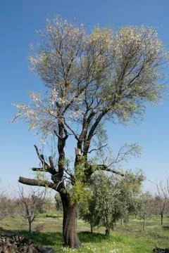 Almond tree Stock Photos