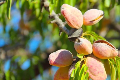 Almond on tree Stock Photos