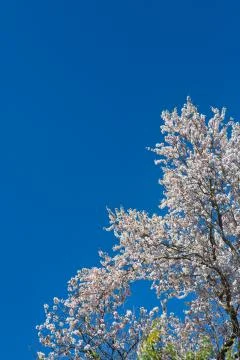The almond tree Stock Photos