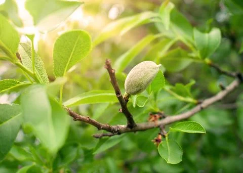Almond tree Stock Photos
