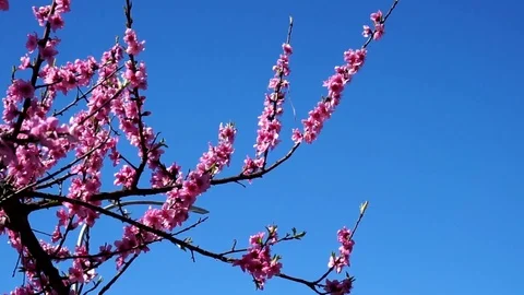 Almond tree plant Stockbeeldmateriaal 104646351