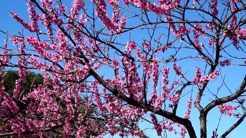 Almond tree plant Stockbeeldmateriaal 104646352