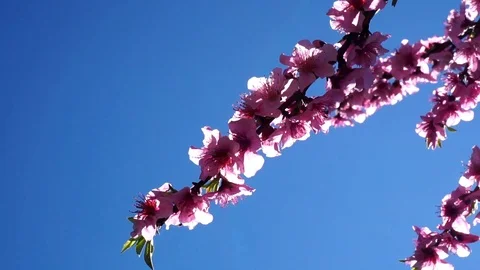 Almond tree plant Stockbeeldmateriaal 104646354