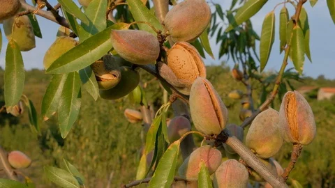 Almond tree with ripening fruit at sunset in autumn Stock Footage