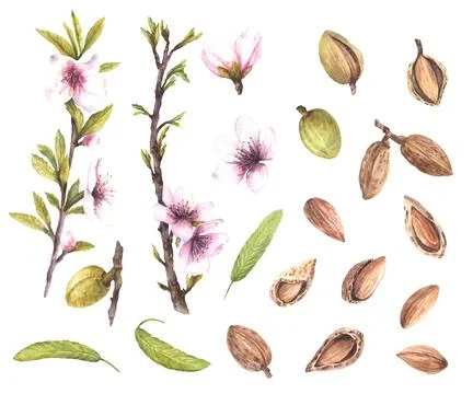 Almond tree set. Branches, buds, nuts, leaves and flowers Watercolor Stock Illustration