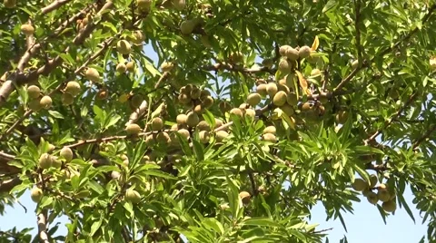 Almond tree in Sicily Stock Footage 51502801
