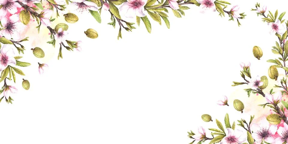 Almond tree spring branches with nuts, leaves and flowers. Botanical watercolor Stock Illustration
