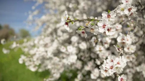Almond tree at spring, fresh pink flowers on the branch of tree - Change focus Vídeo Stock 61164724