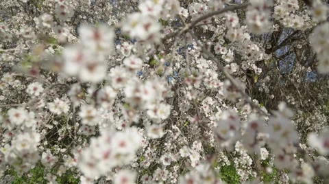Almond tree at spring, fresh pink flowers on the branch of tree - Change focus Видео 61165043