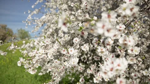 Almond tree at spring, fresh pink flowers on the branch of tree - Change focus Видео 61165109