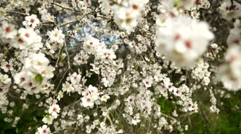 Almond tree at spring, fresh pink flowers on the branch of tree - Track Left Vídeo Stock 61166476