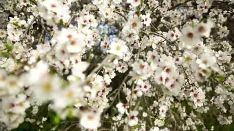 Almond tree at spring, fresh pink flowers on the branch of tree - Track Right 库存影片 61166520