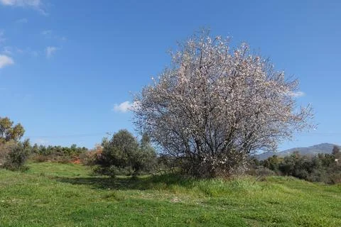 Almond tree spring landscape 写真素材