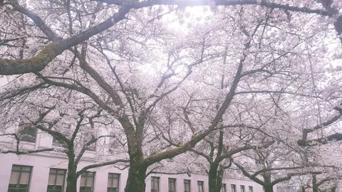 Almond Tree in Spring Stock Photos