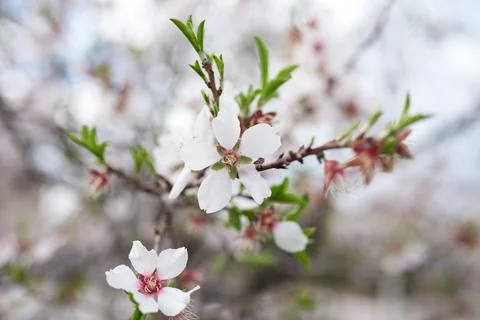 Almond tree in spring Stock Photos