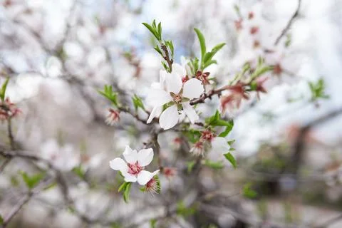 Almond tree in spring Stock Photos