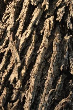 Almond tree trunk texture Stock Photos