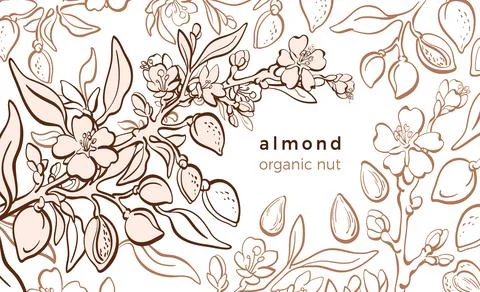 Almond tree. Vector template. Natural branch, botanical hut, leaf, flower on  Stock Illustration