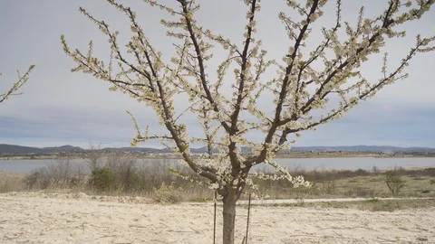 Almond tree with white flower Видео 93014500