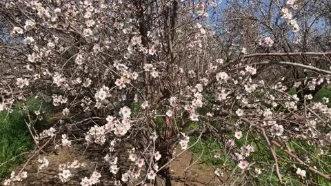 Almond trees in bloom. Stock Footage 238773264