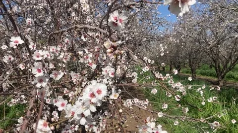 Almond trees in bloom. Stock Footage 238773267