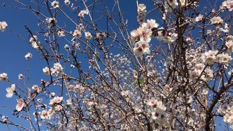 Almond trees in bloom. Stock Footage 238773268