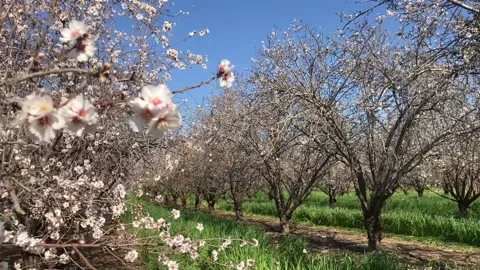 Almond trees in bloom. Stock Footage 238773271