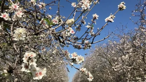 Almond trees in bloom. Stock Footage 238773296
