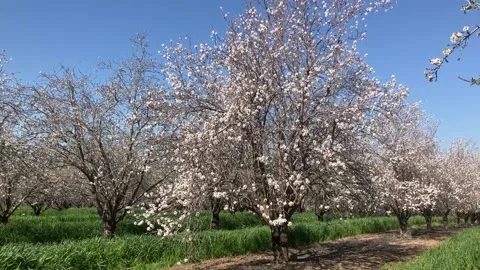 Almond trees in bloom. Stock Footage 238773299